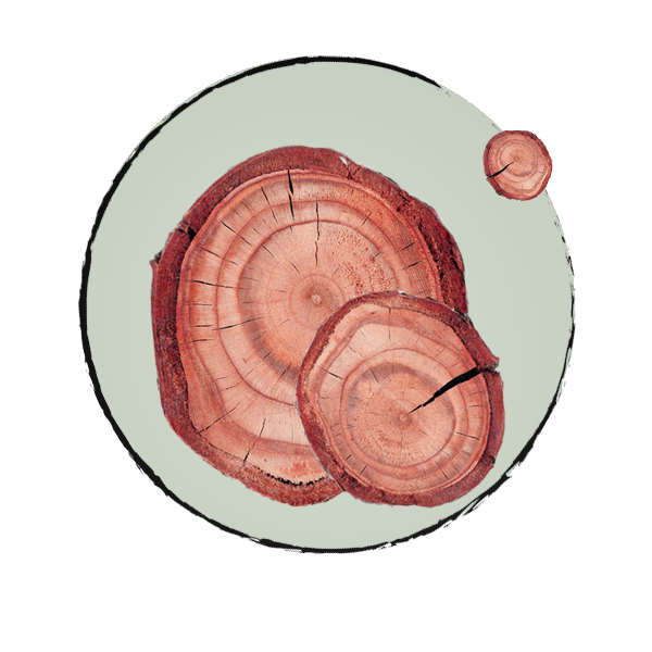 L'encyclopéd'Huile : Le Guide des Huiles Essentielles par Olyaris